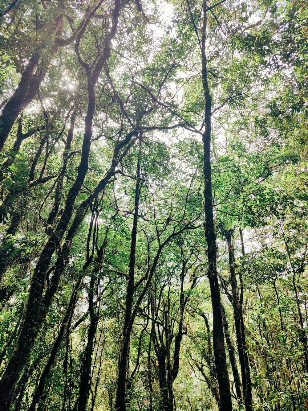 a forest filled with lots of green trees