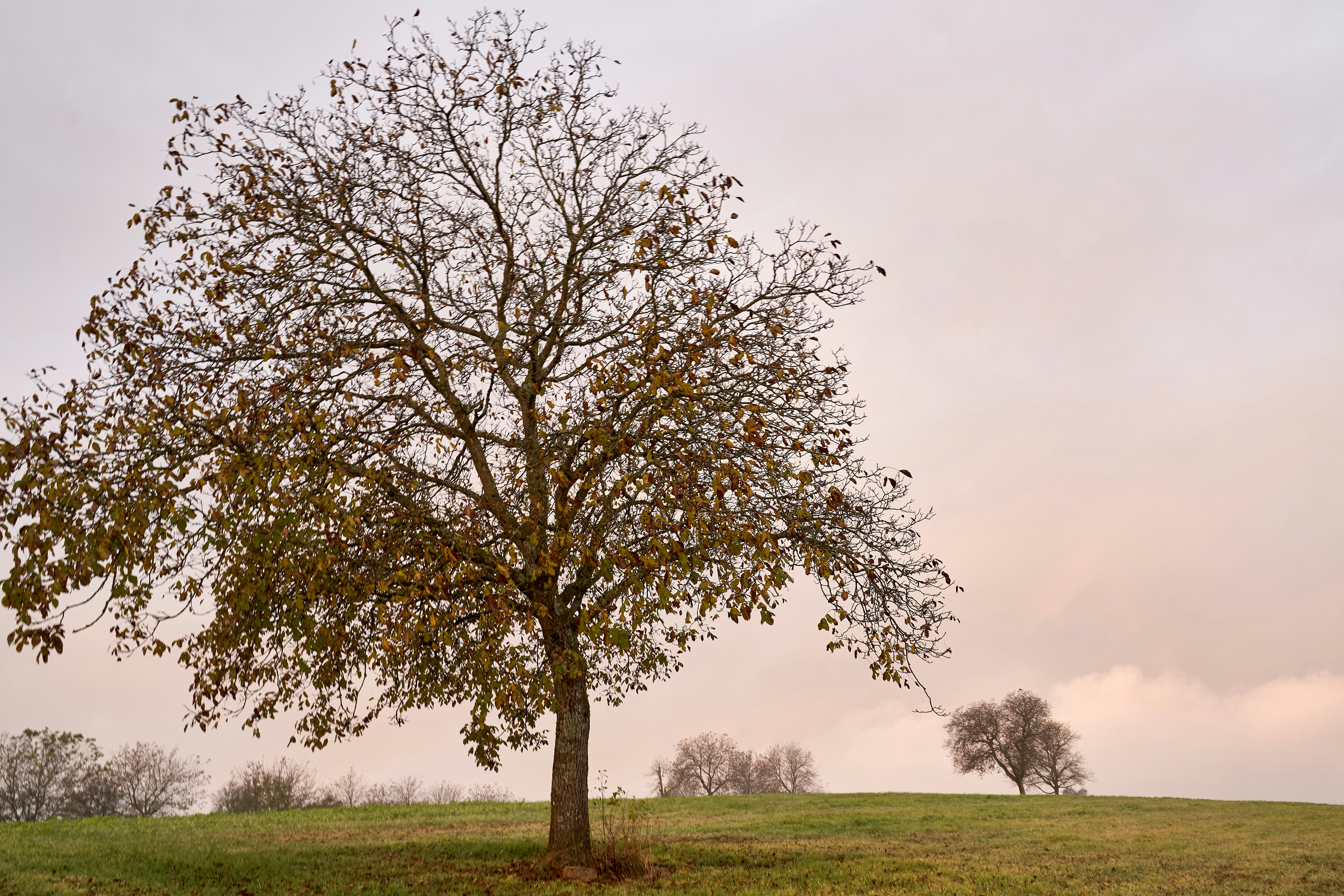 Photo by wolfgang_hasselmann