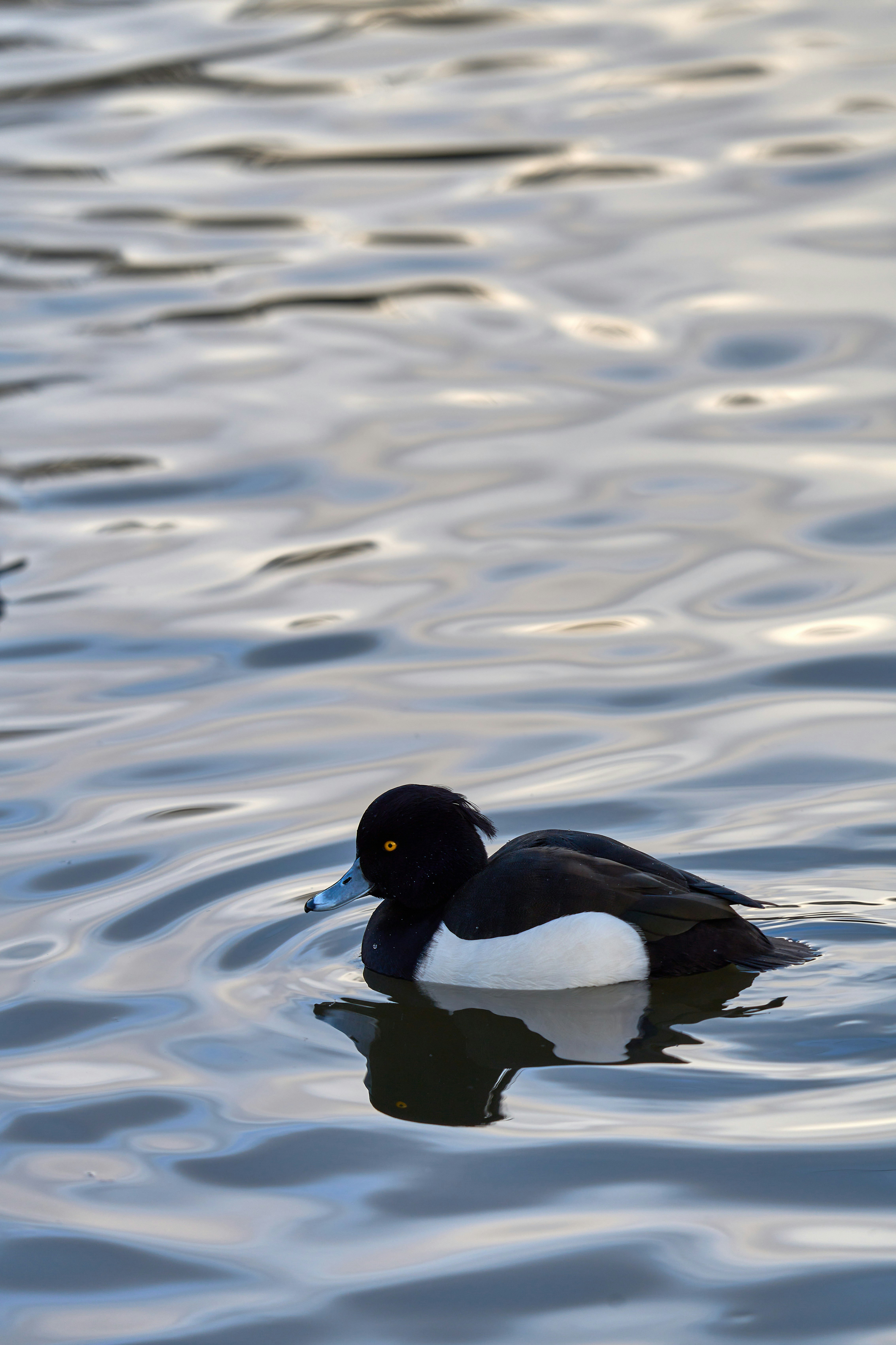 Photo by wolfgang_hasselmann