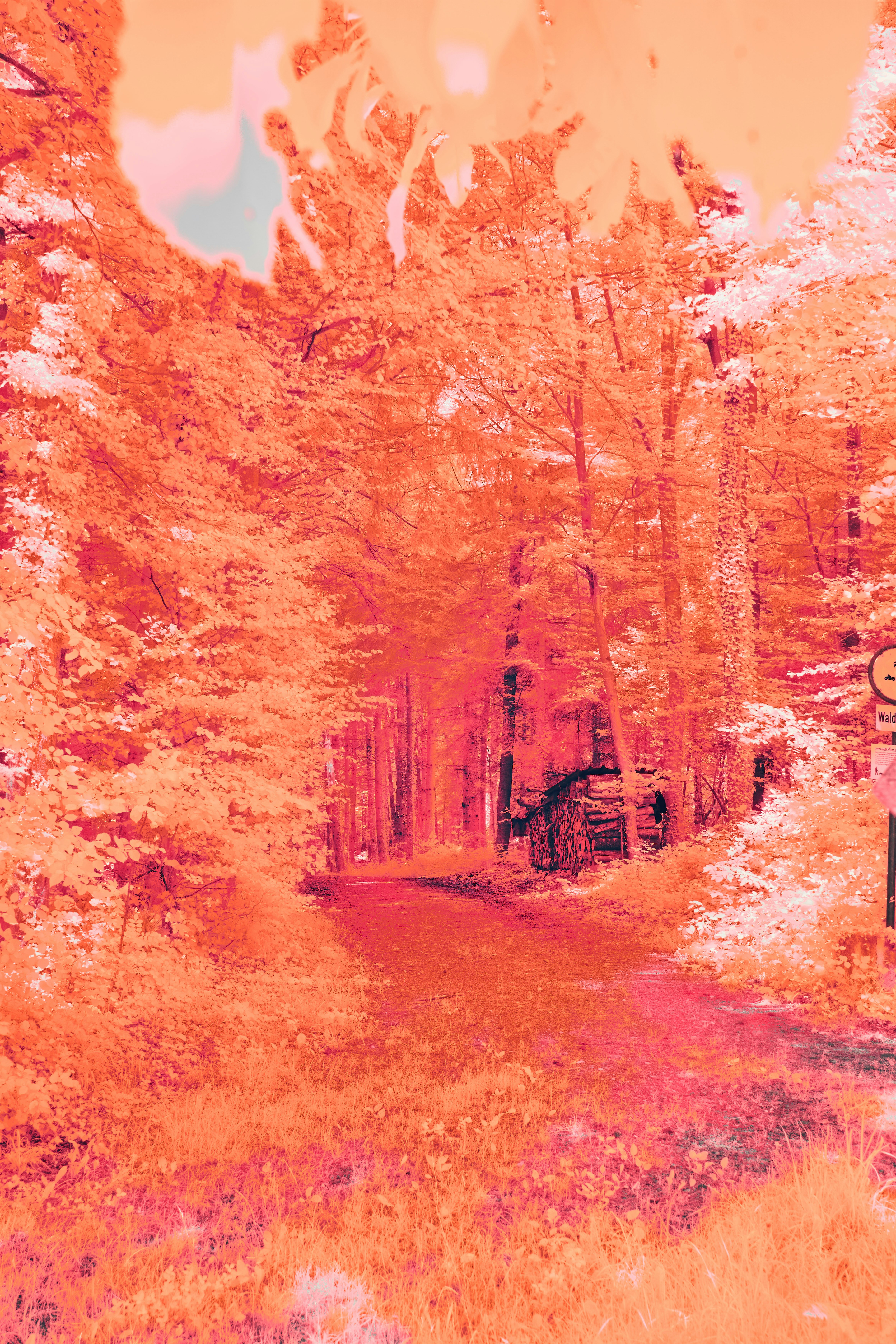 Photo by wolfgang_hasselmann