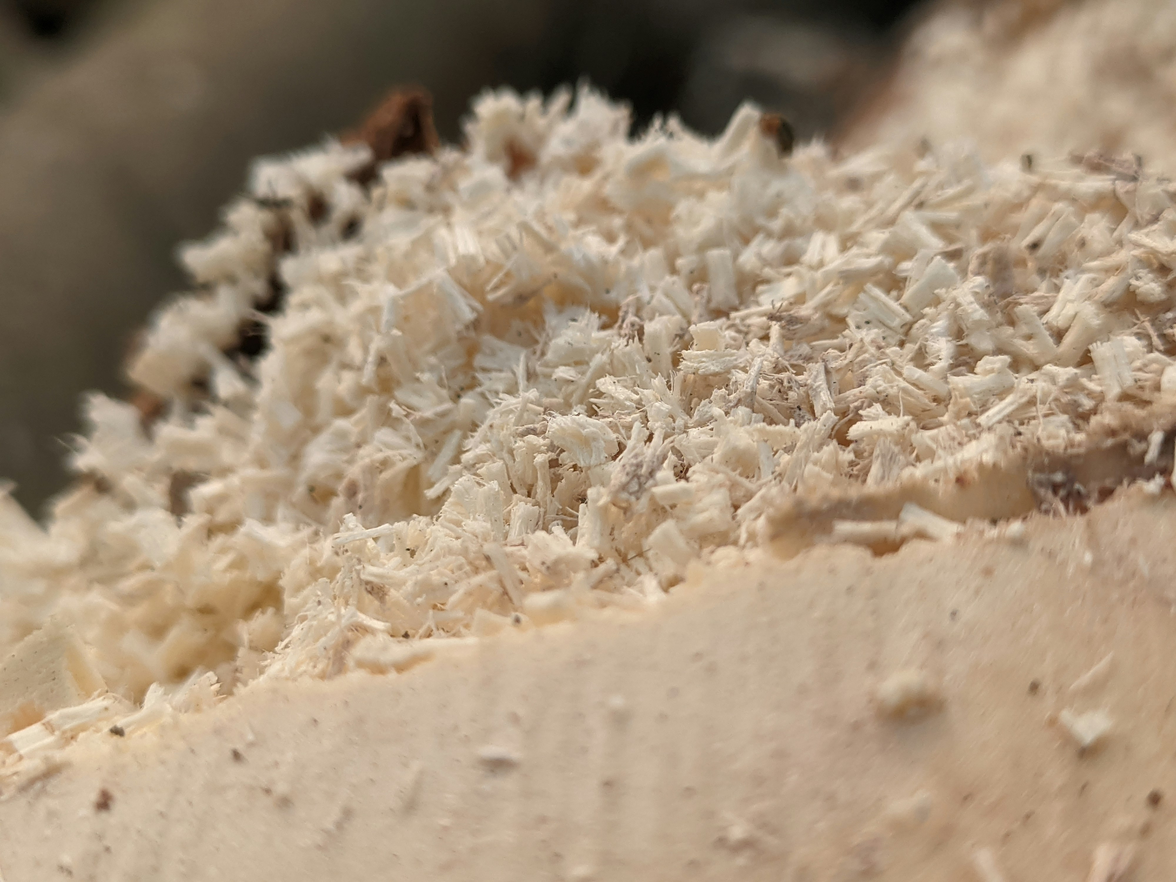 Creamy mushroom risotto topped with parmesan