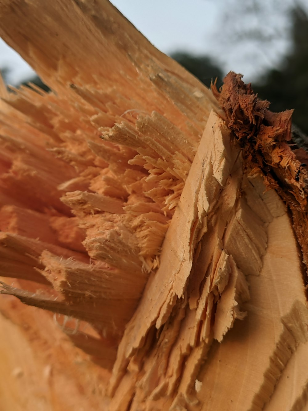 a close up of a piece of wood