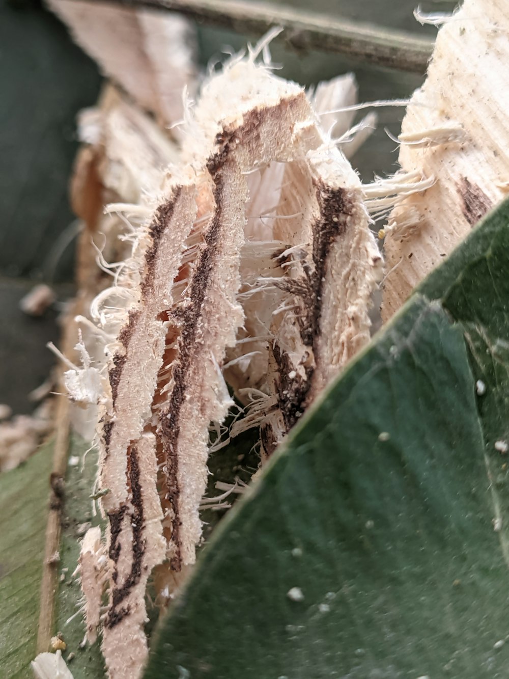 a close up of a leaf with dirt on it