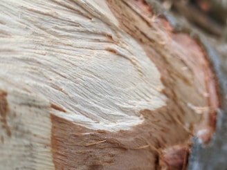 a close up of a piece of wood