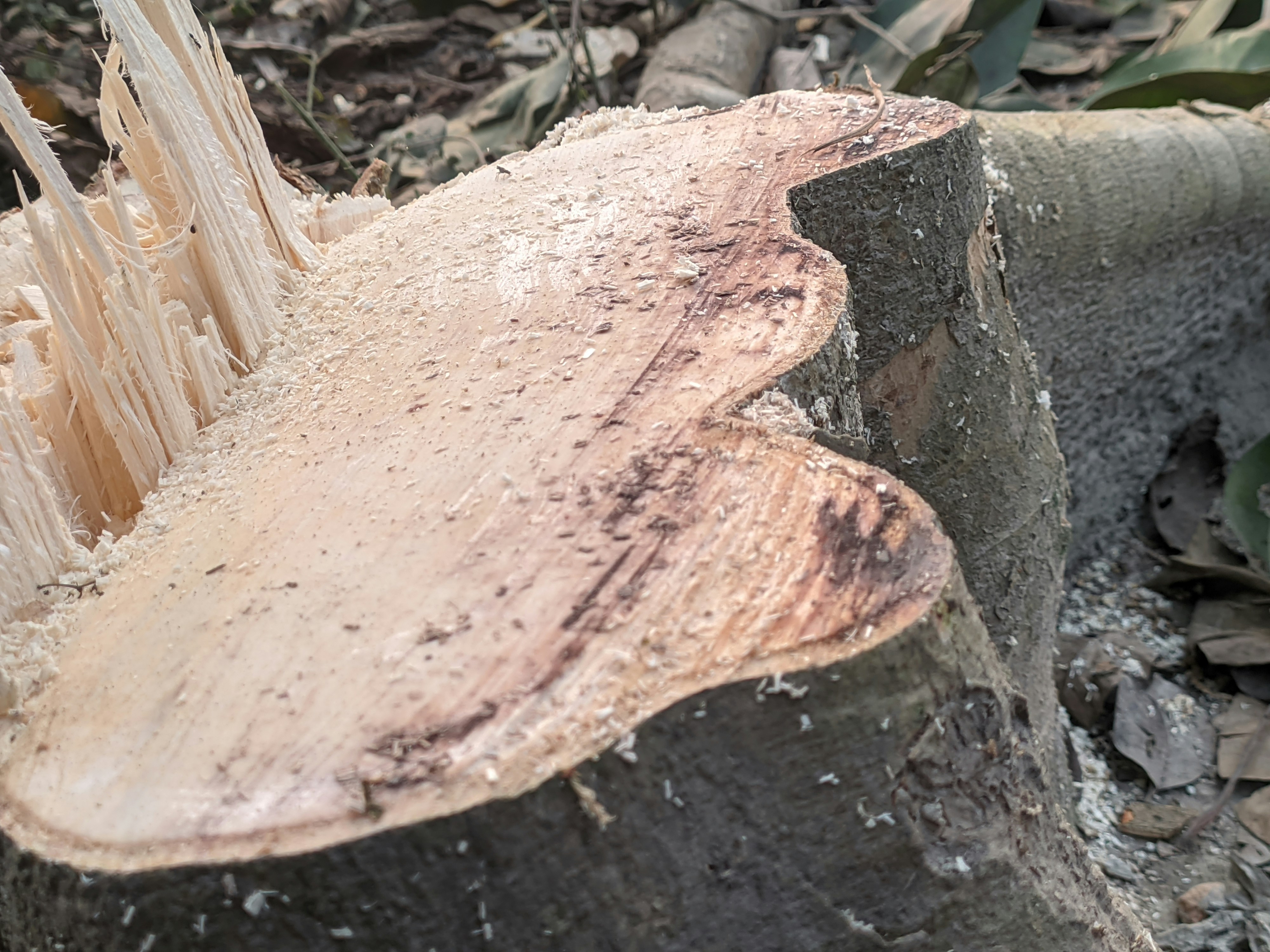 a piece of wood that is sitting on the ground