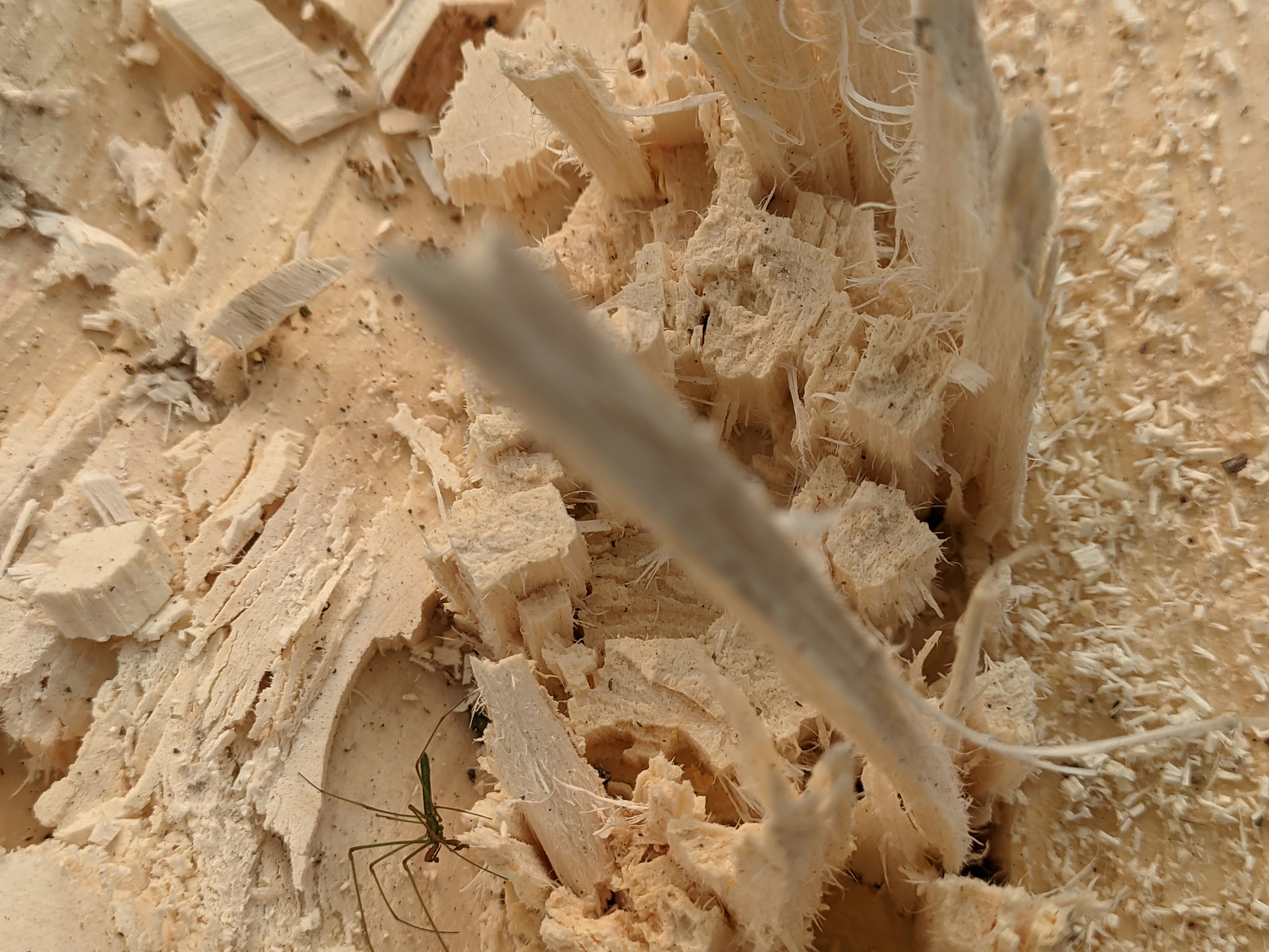 a close up of a bowl of food with a bug on it