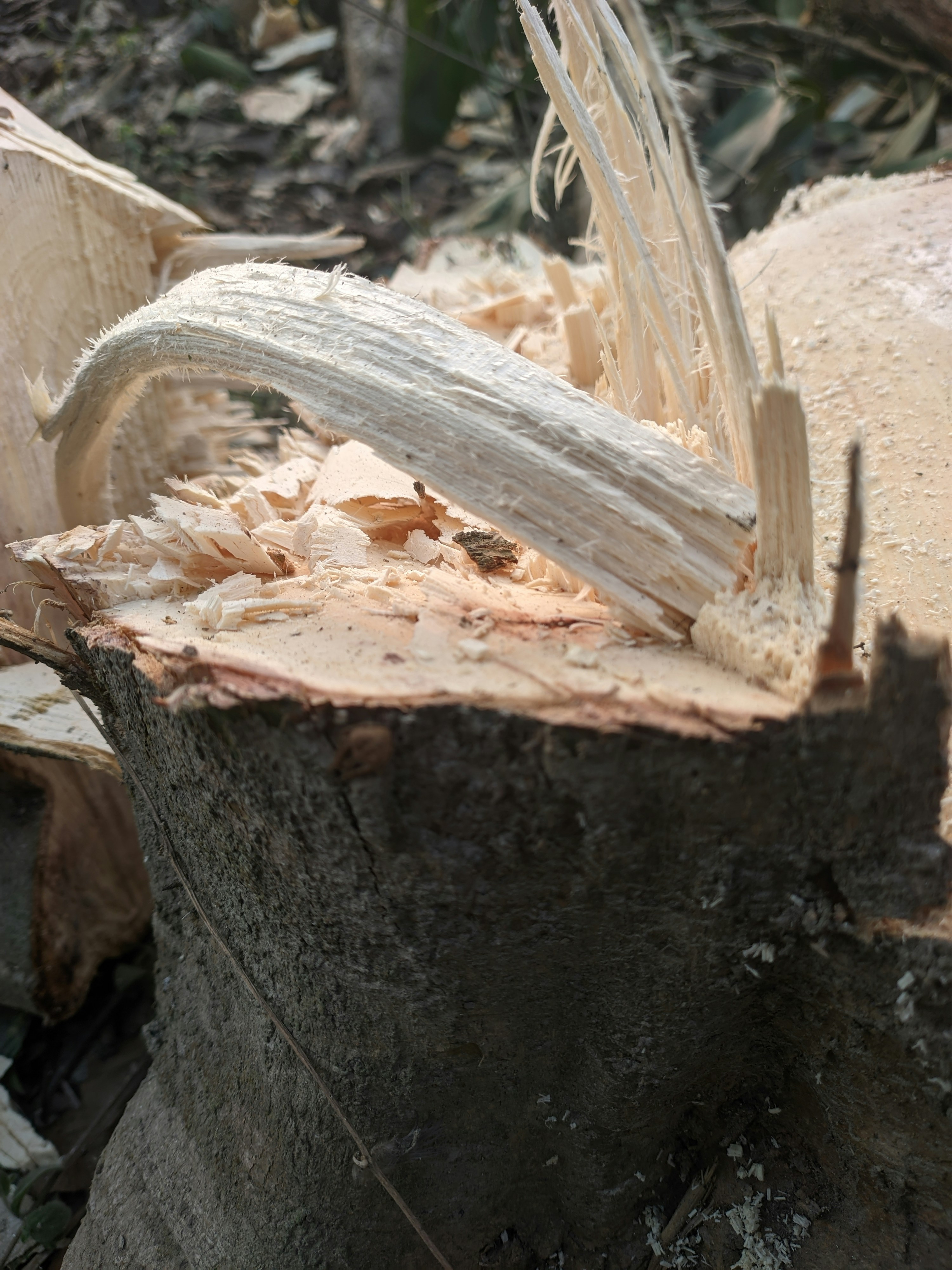 a piece of wood that has been cut in half