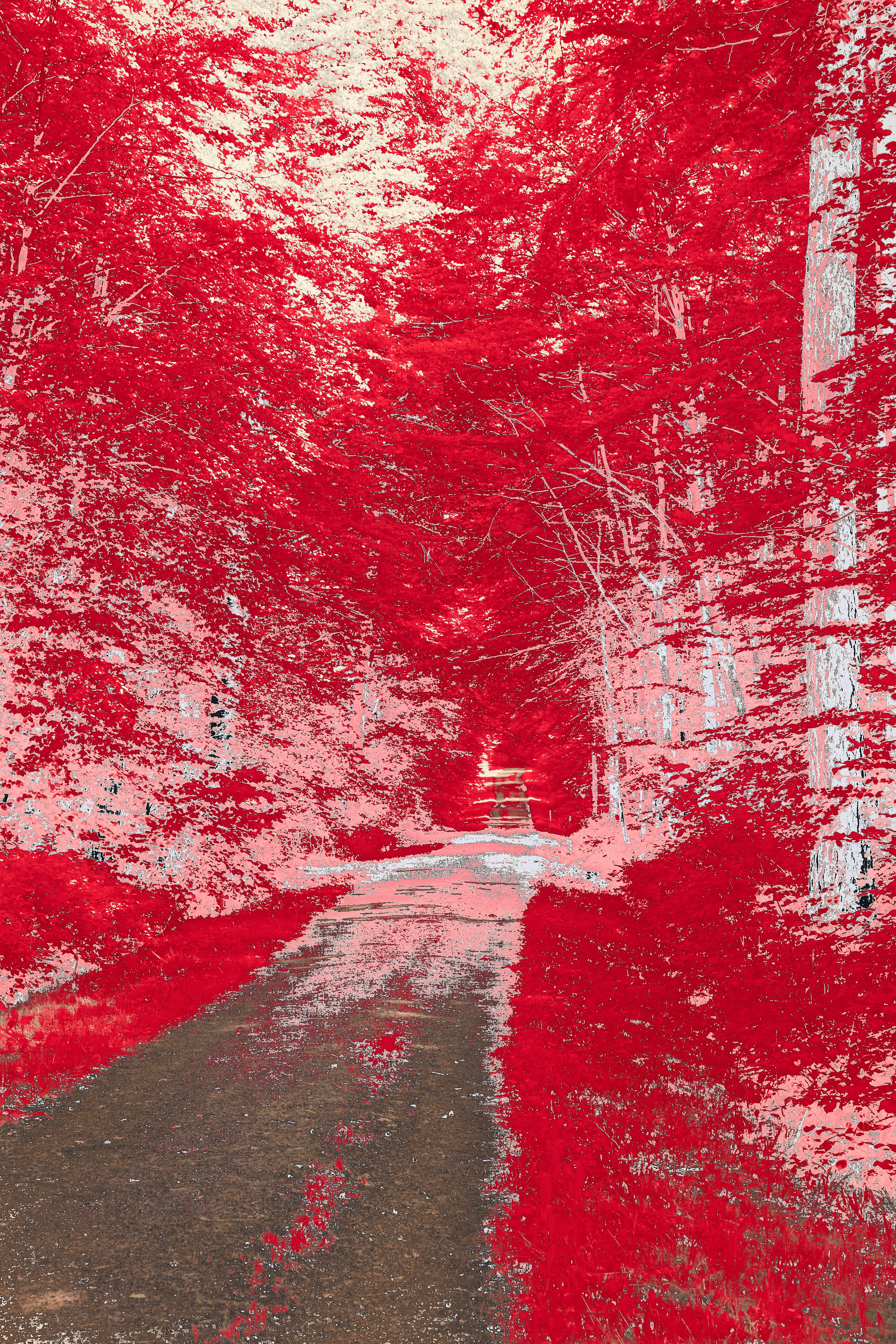 Photo by wolfgang_hasselmann