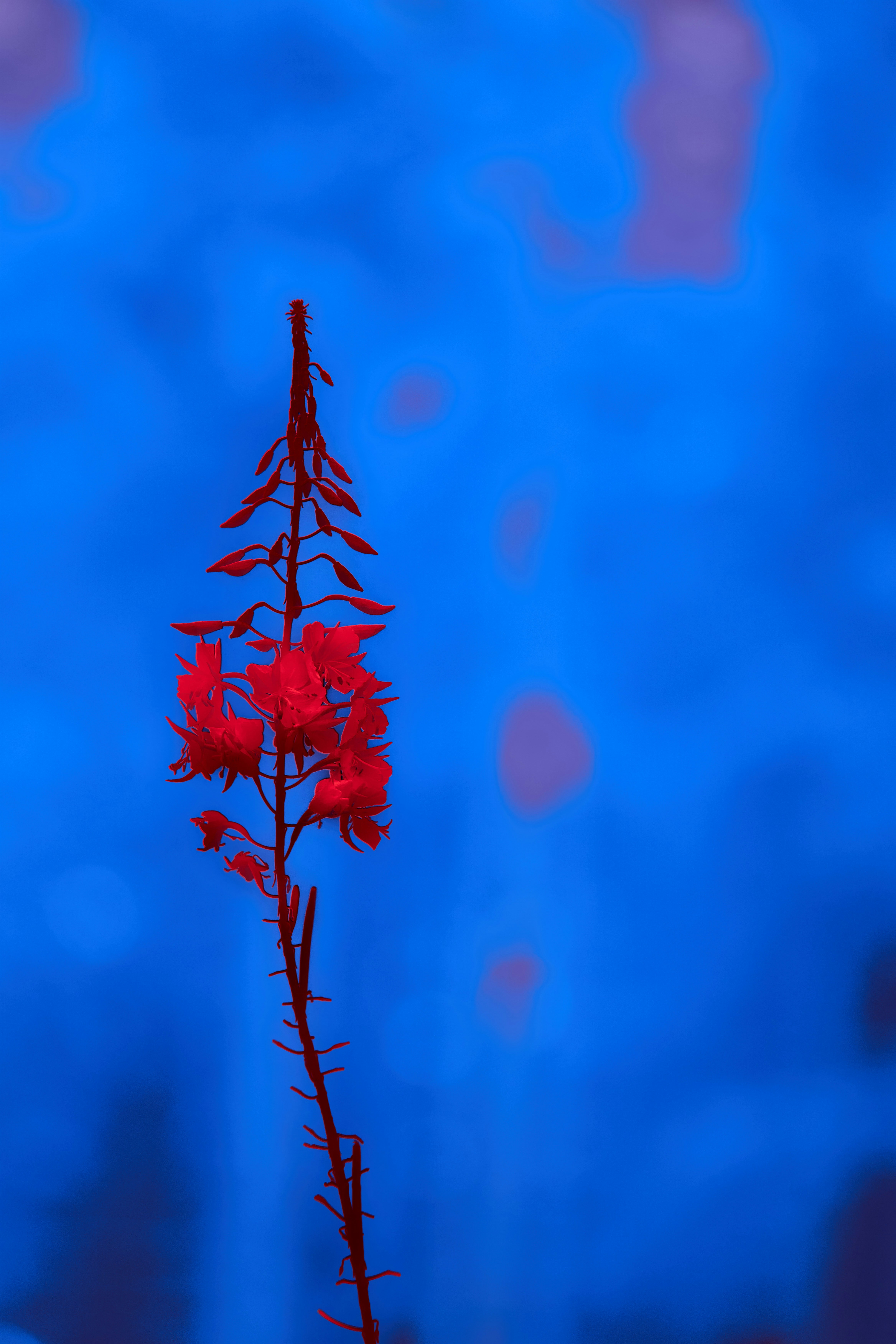 Photo by wolfgang_hasselmann