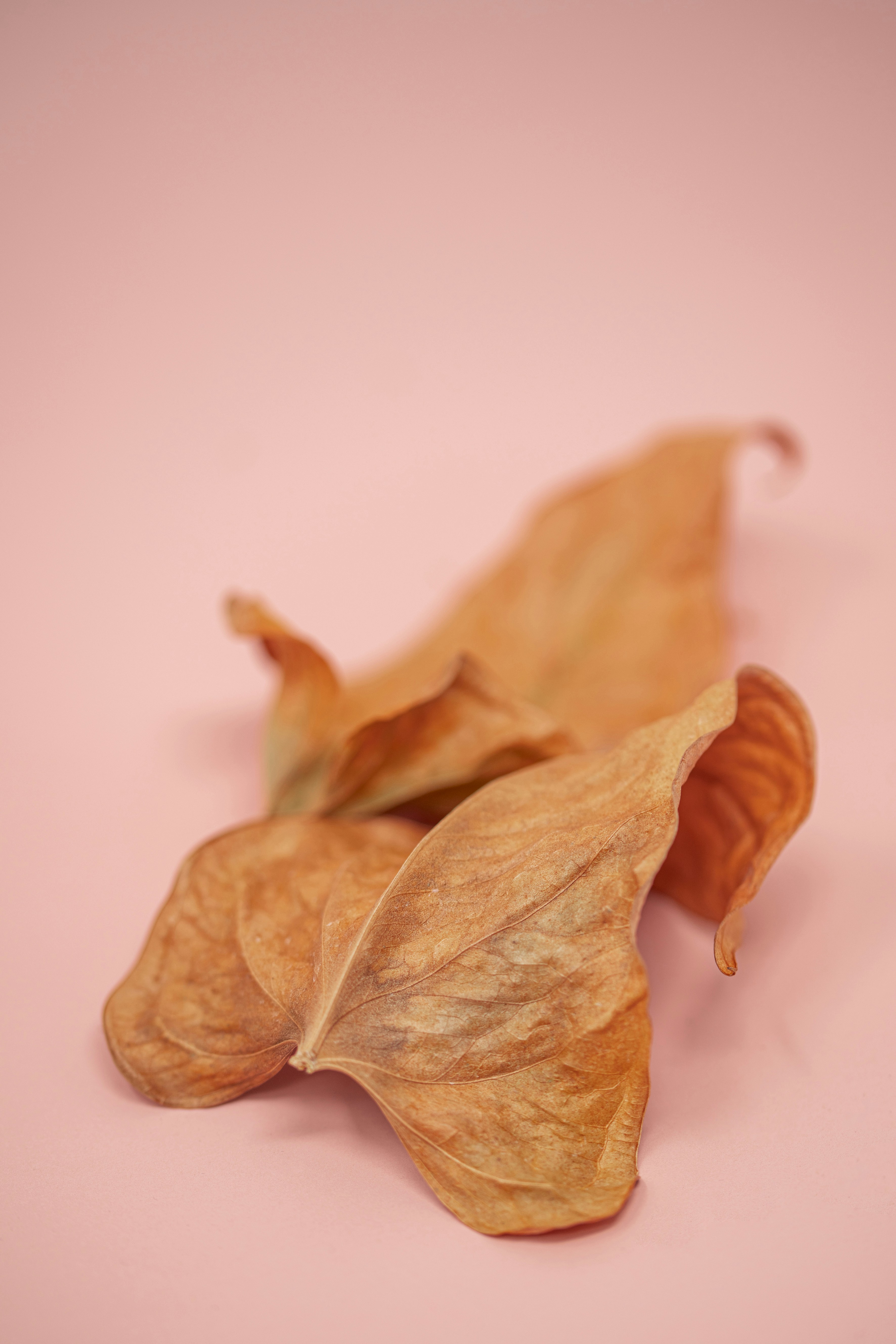 Photo by lauraadaiphoto