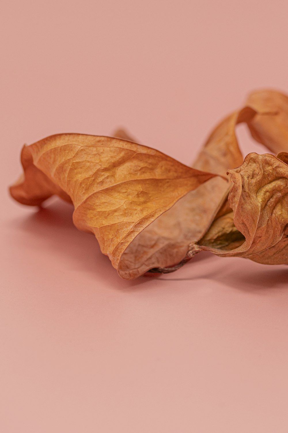 a dried flower on a pink background