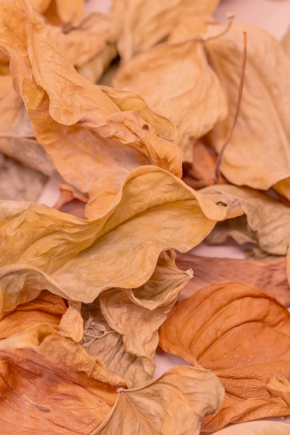 a close up of a bunch of leaves on the ground