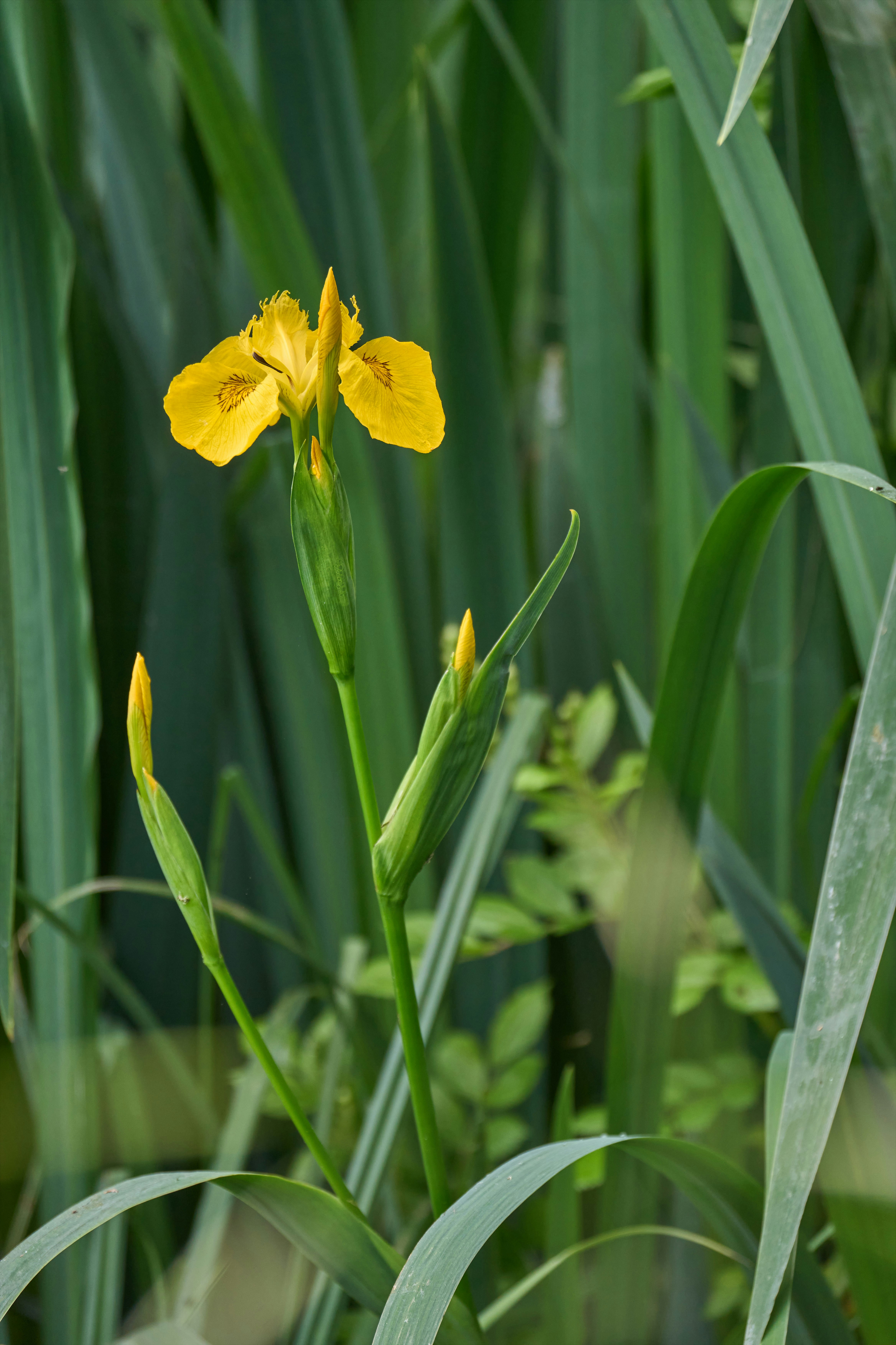 Photo by wolfgang_hasselmann