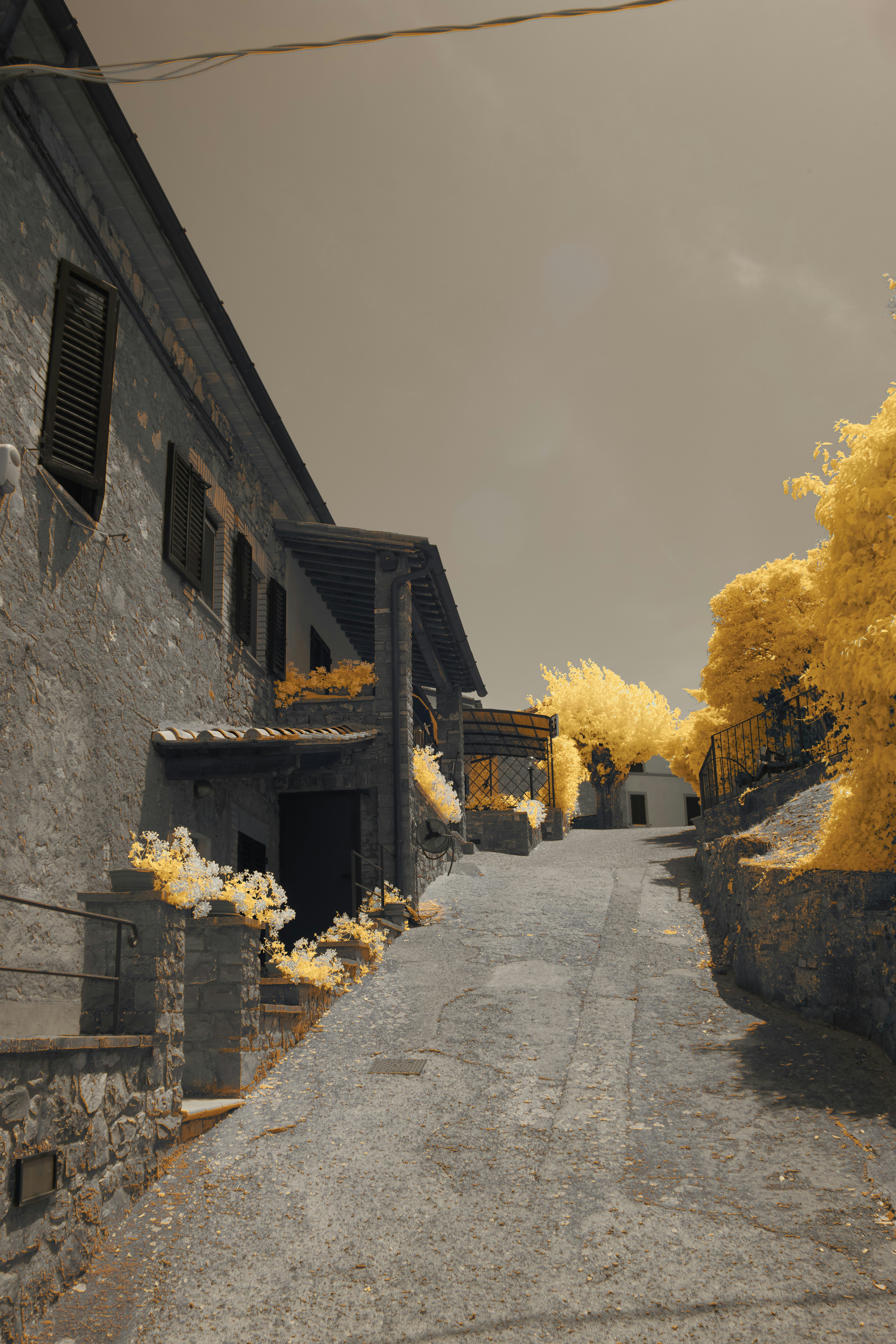 a picture of a street with yellow trees