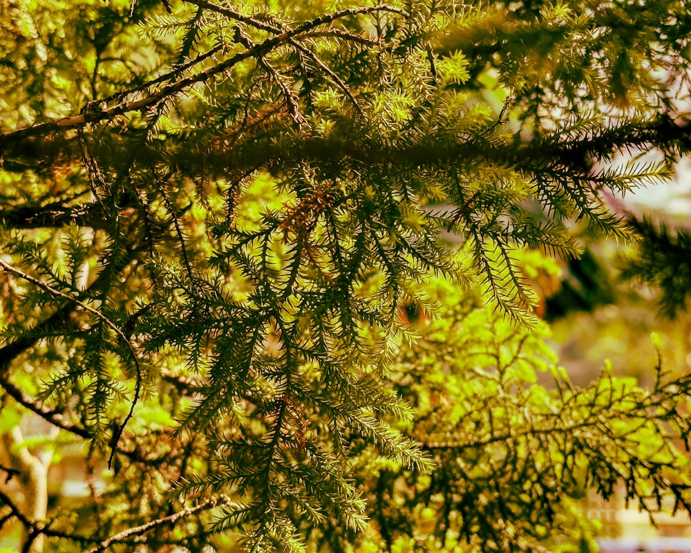 a bird is perched on a branch of a tree