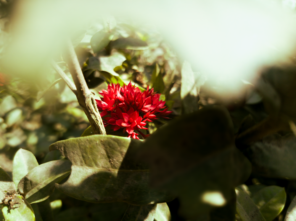 a red flower sitting on top of a lush green forest