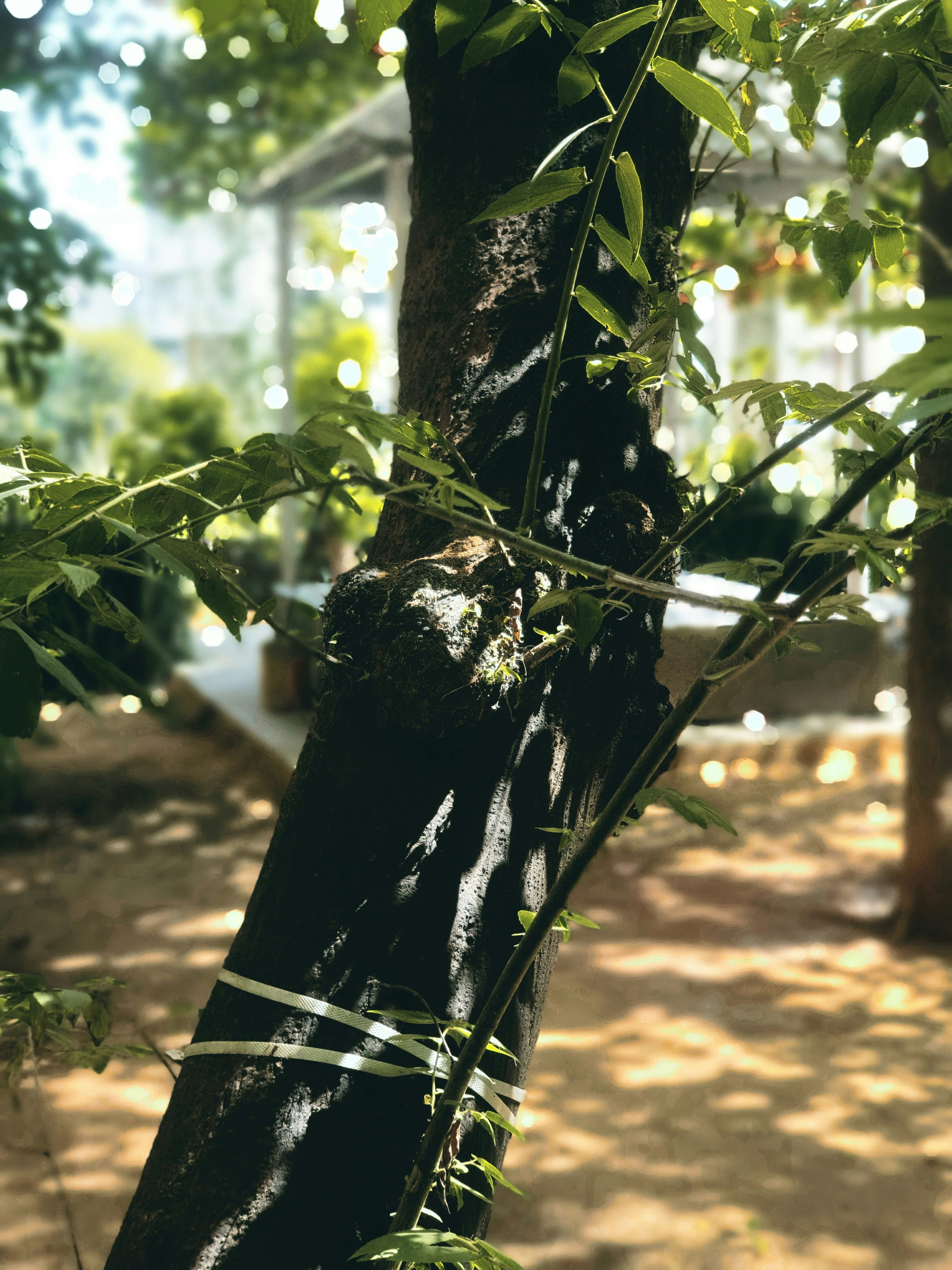 a close up of a tree with a house in the background