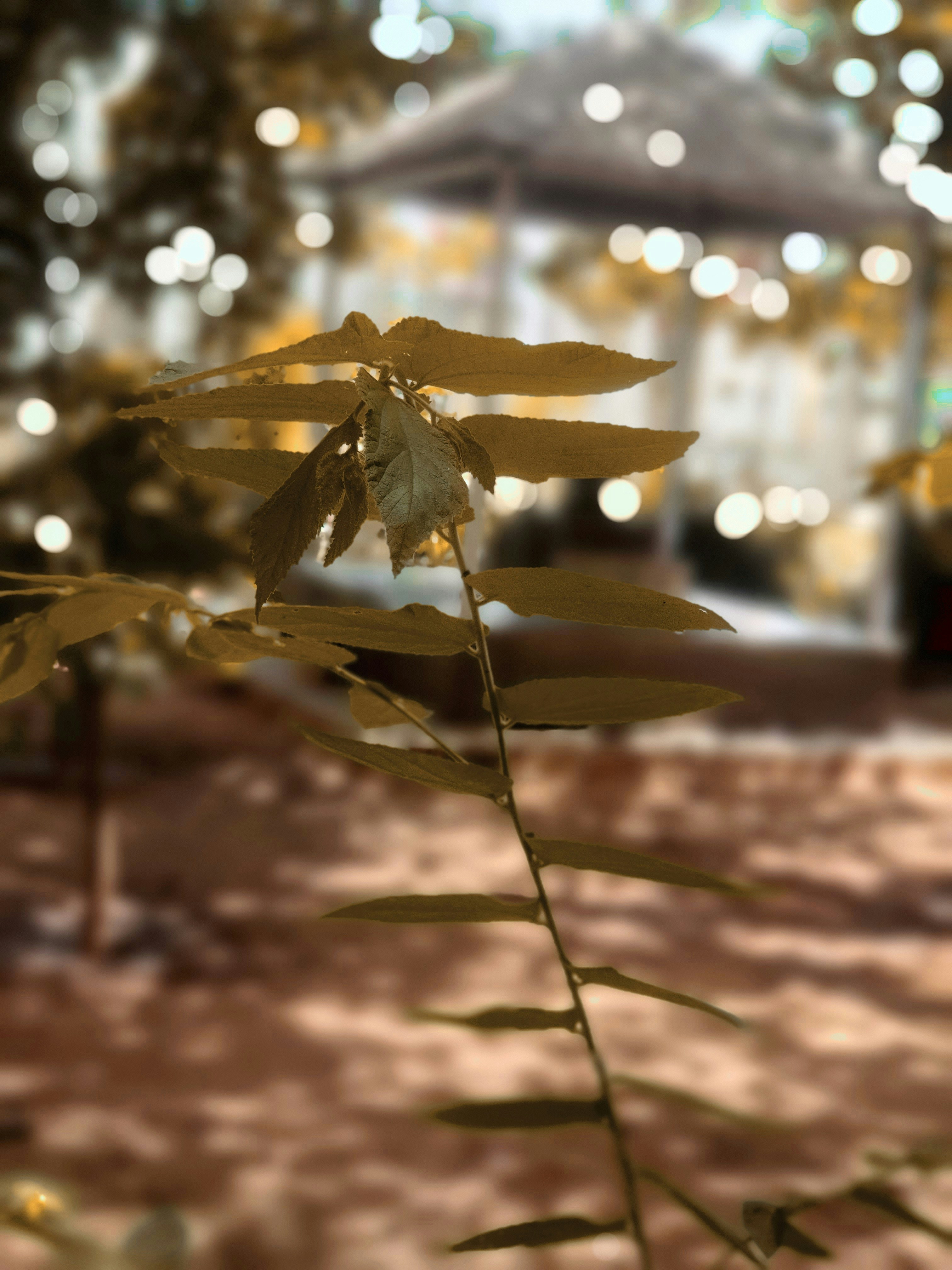 a blurry photo of a plant in front of a building