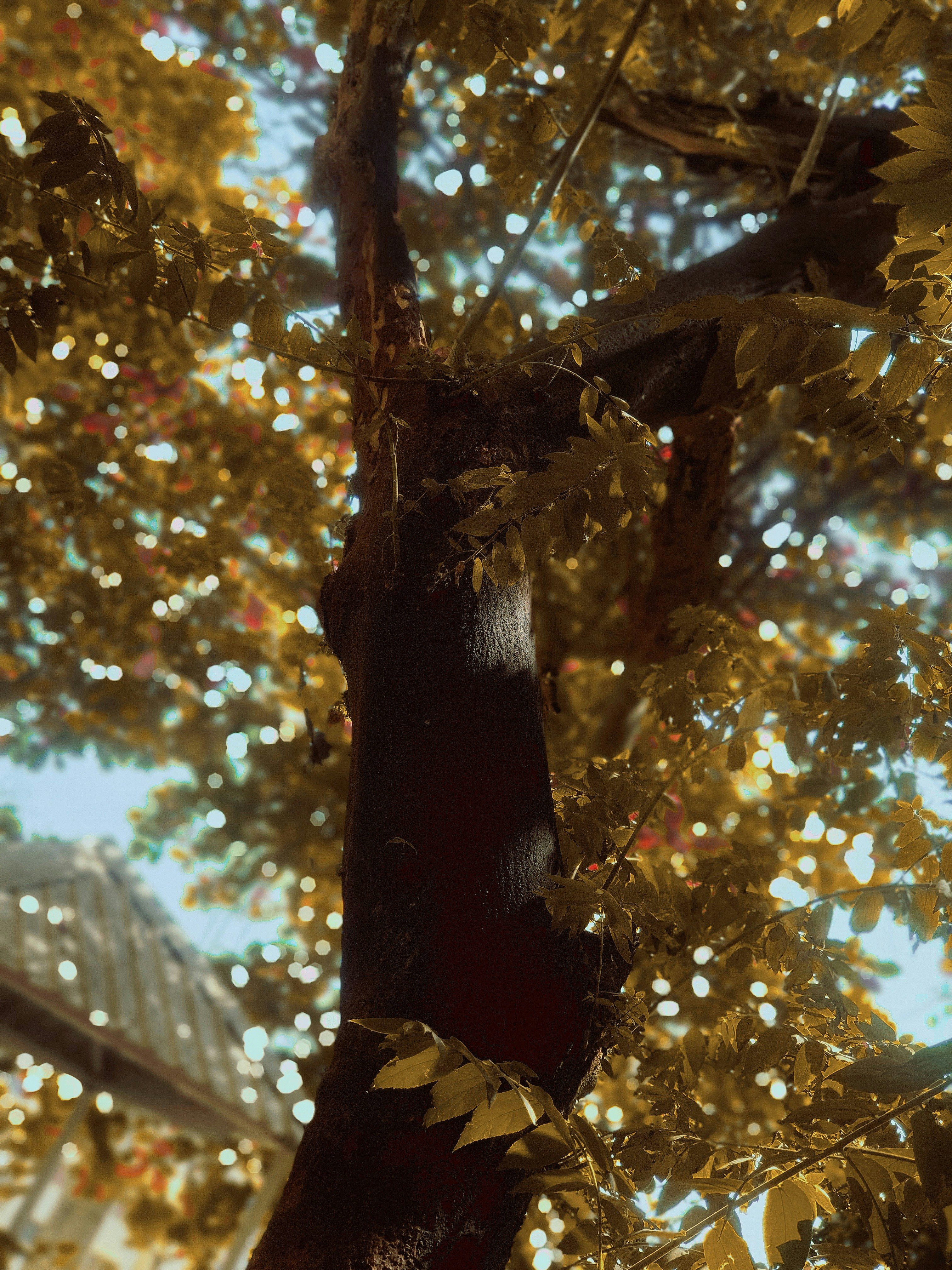 a close up of a tree with a building in the background