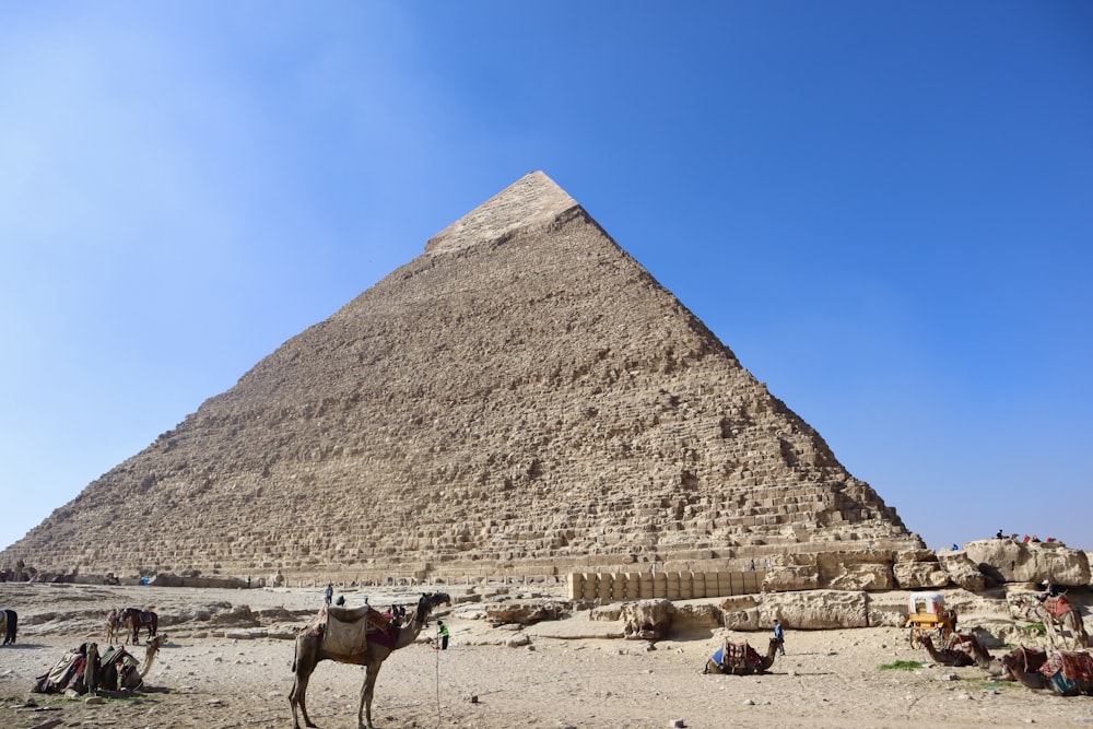 a camel standing in front of a very tall pyramid