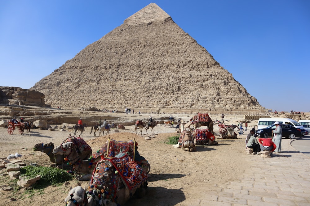피라미드 앞에 앉아 있는 낙타 무리