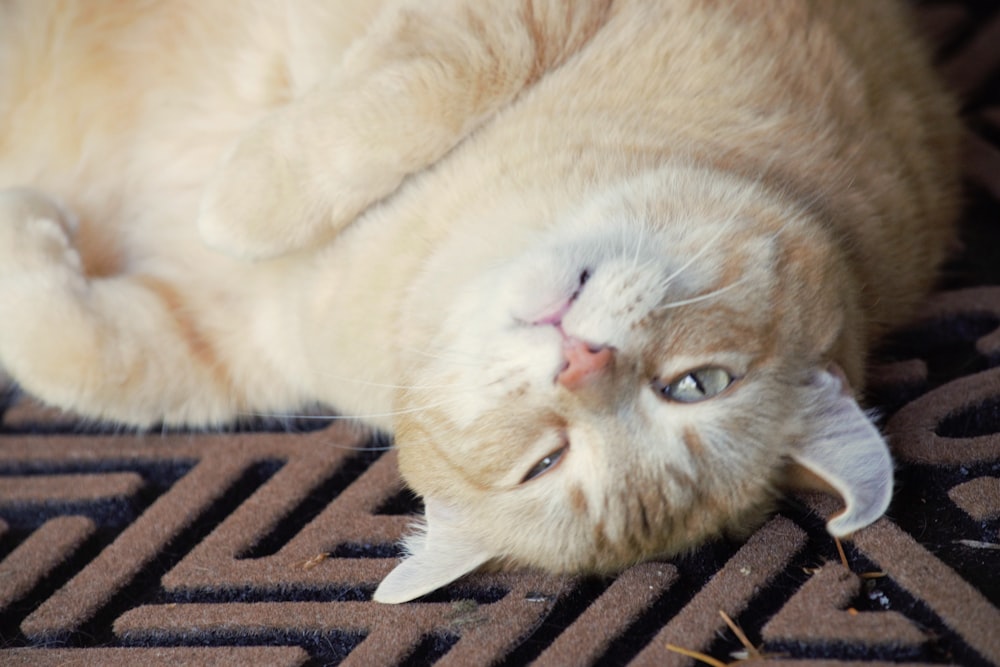 a cat laying on its back on a carpet