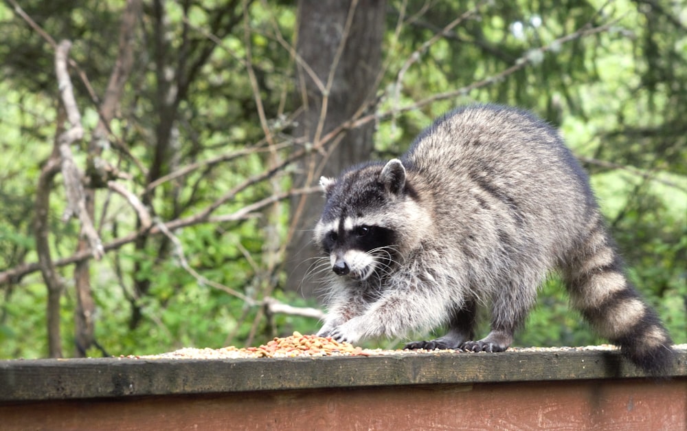 a raccoon standing on top of a wooden fence