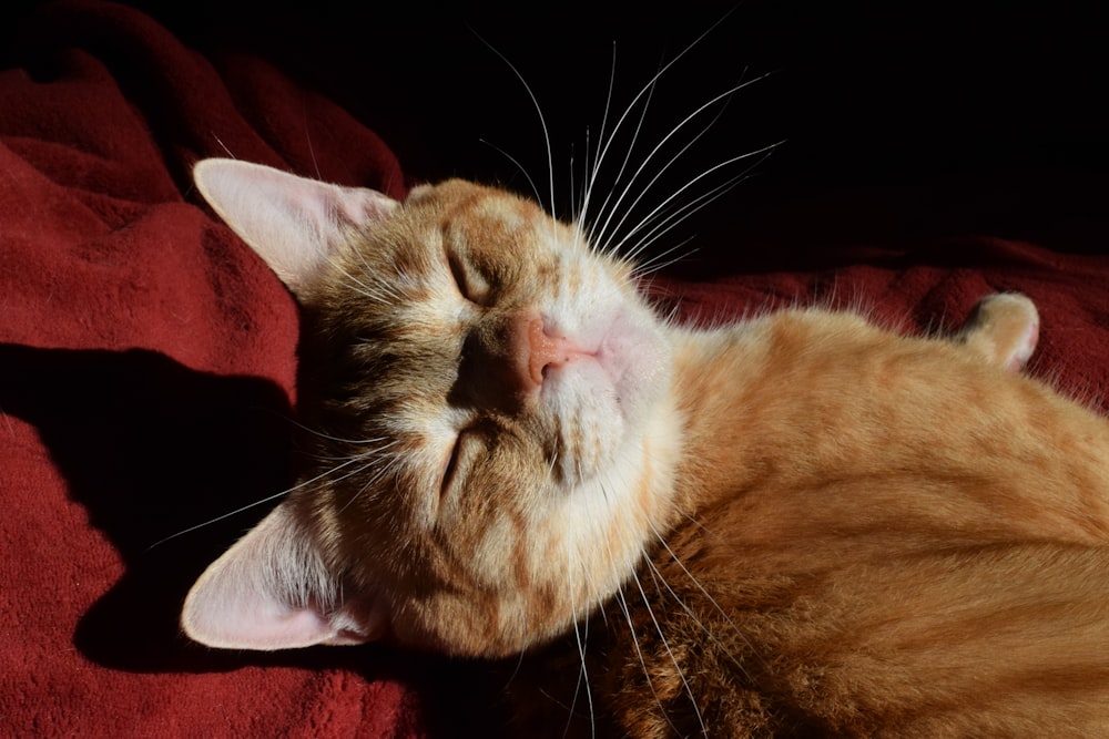 a close up of a cat sleeping on a blanket