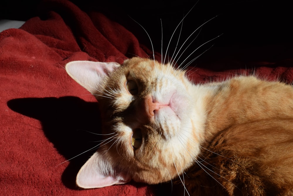 an orange and white cat sleeping on a red blanket