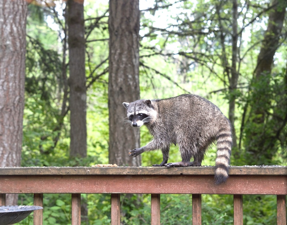 a raccoon is standing on a wooden fence