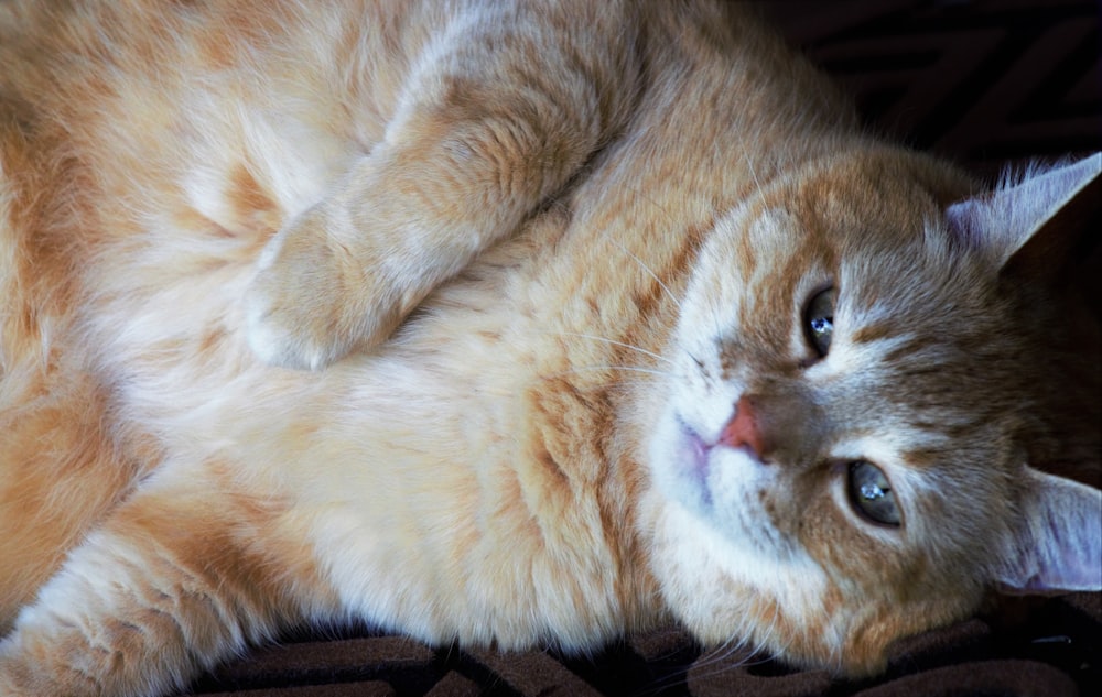 a close up of a cat laying on its back