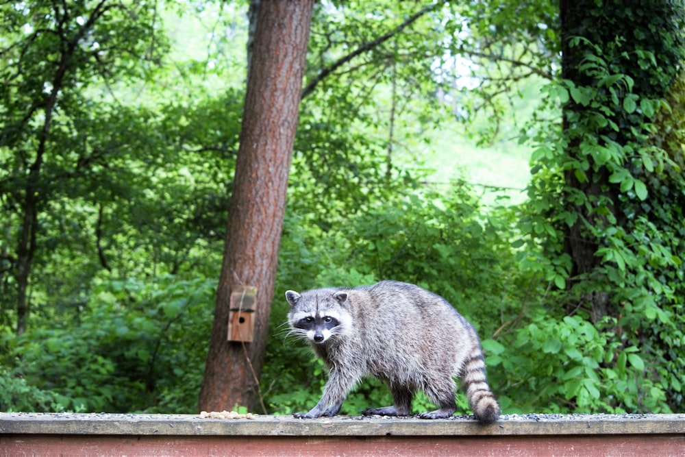 a raccoon standing on a ledge in a forest