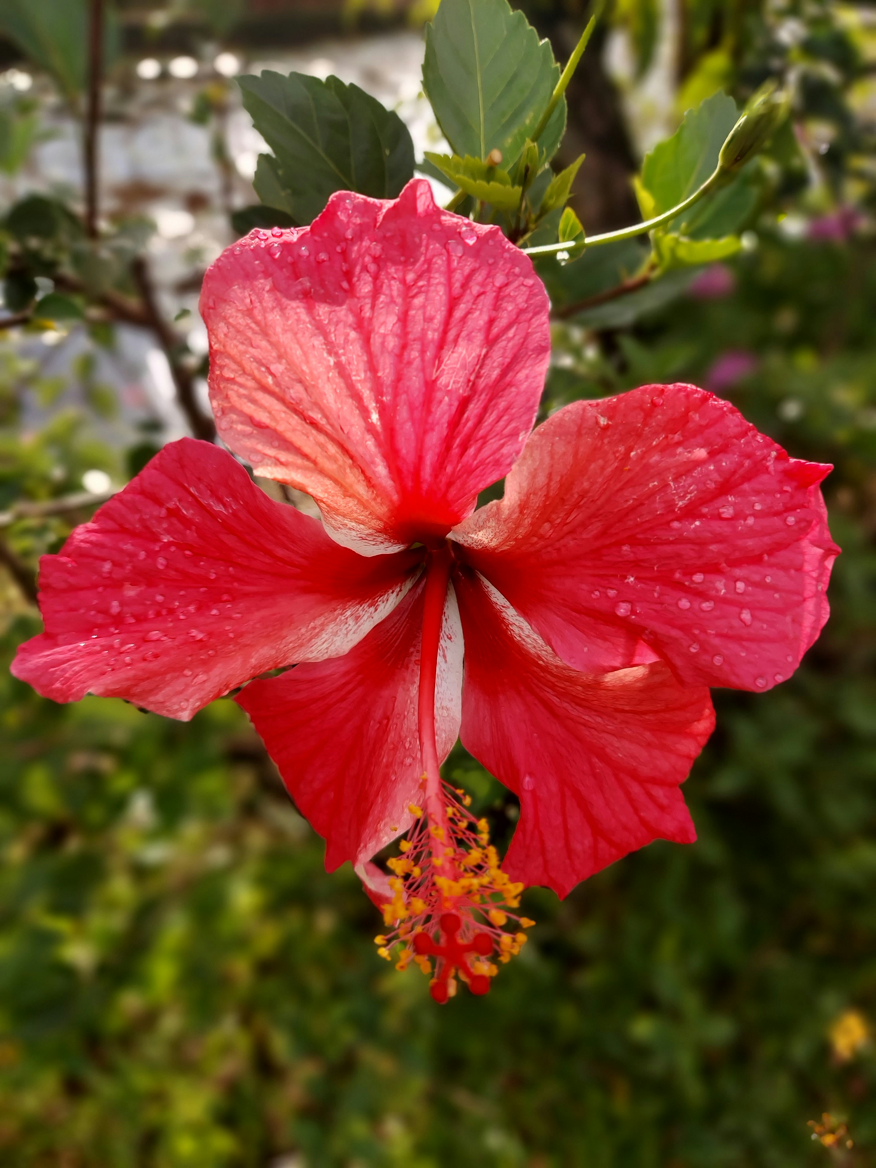 Photo by mohamedshaik