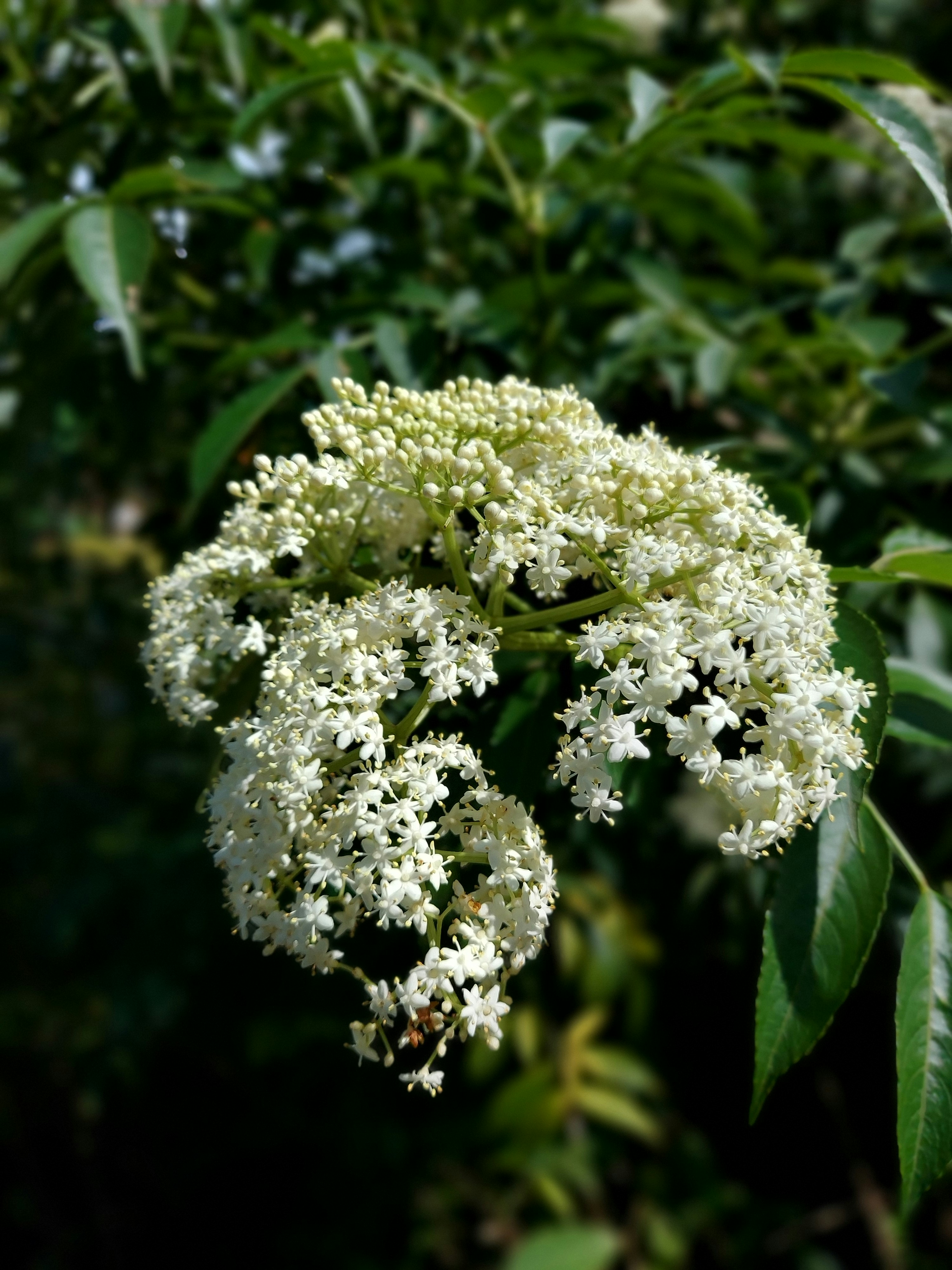 Photo by mohamedshaik