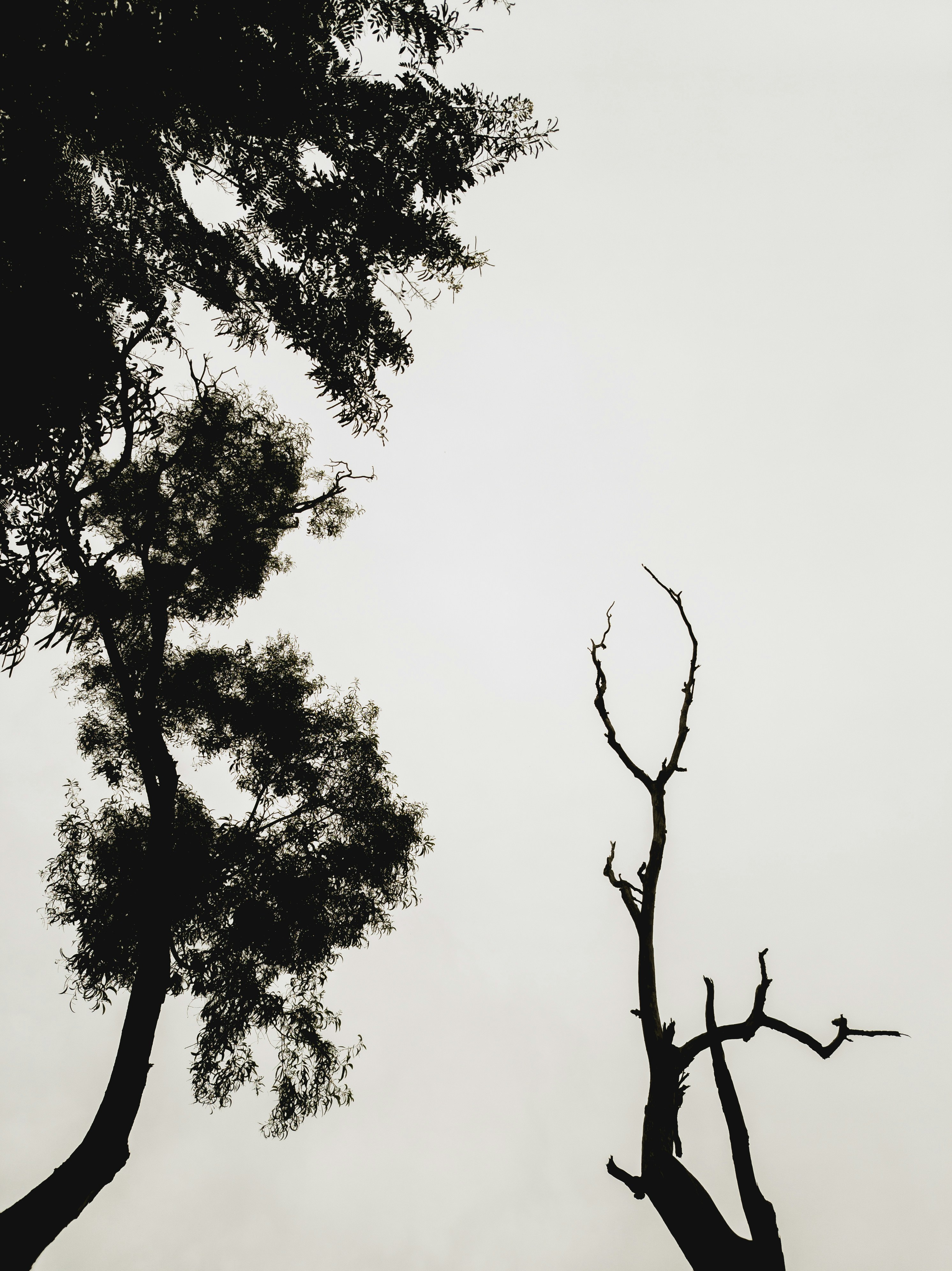 Photo by rohitghosh12