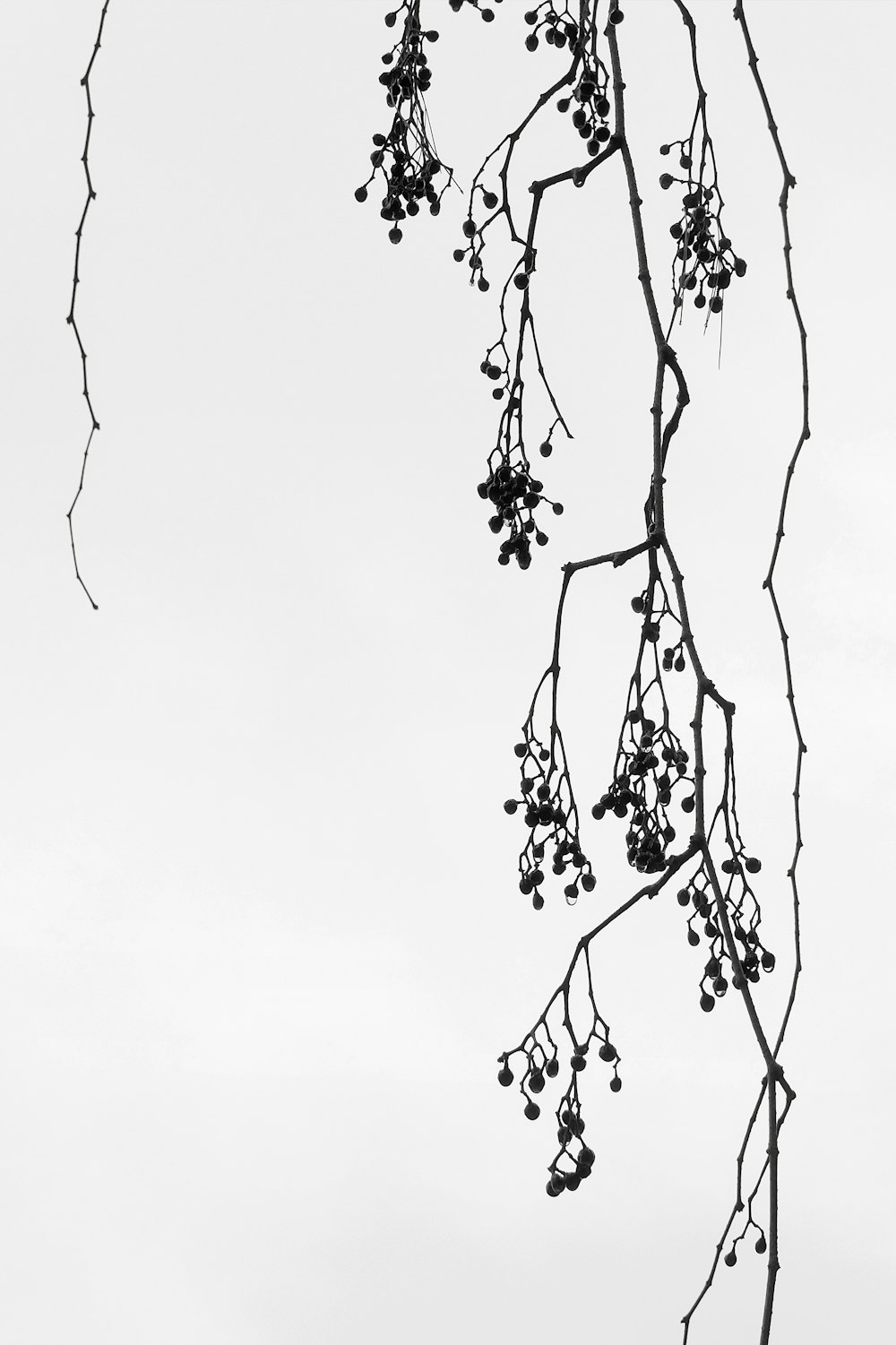 a black and white photo of a tree branch with berries