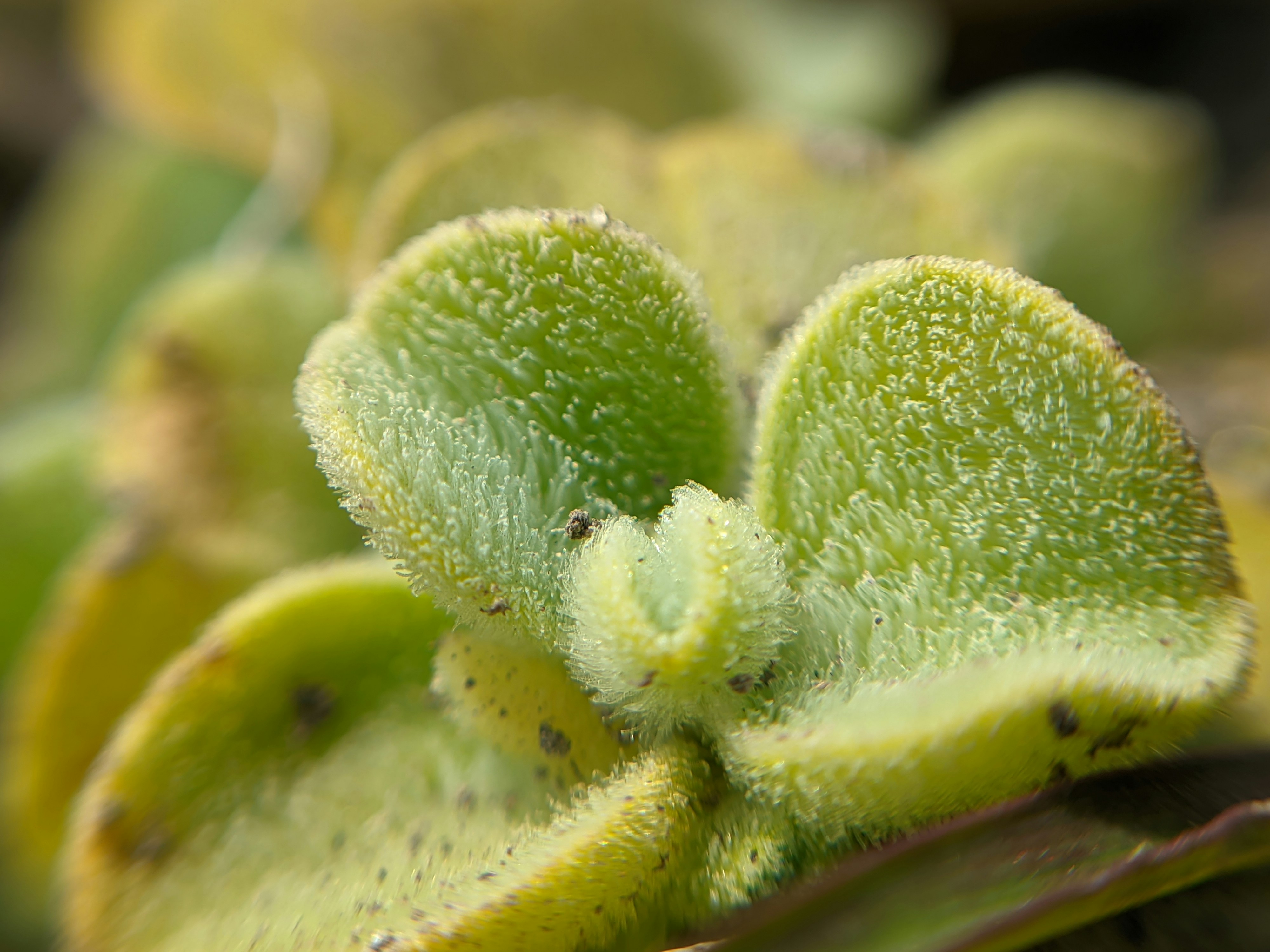 Photo by shotbywoliul