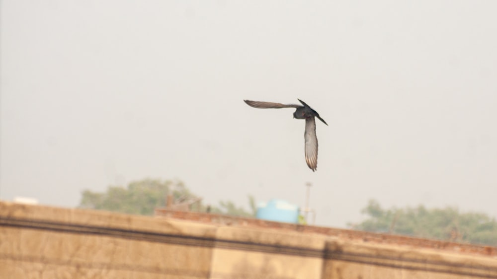 a bird is flying over a concrete wall
