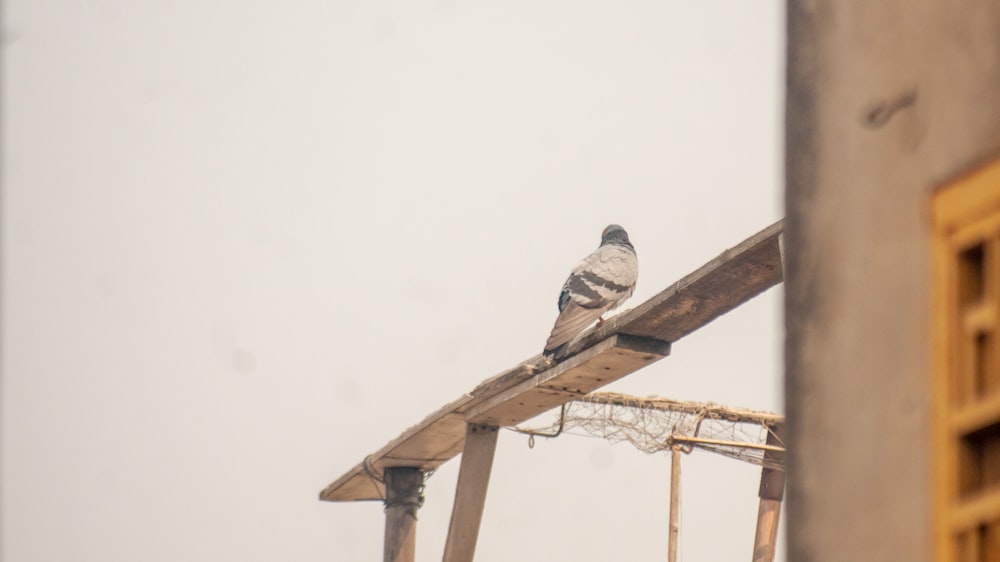 a bird sitting on top of a wooden structure