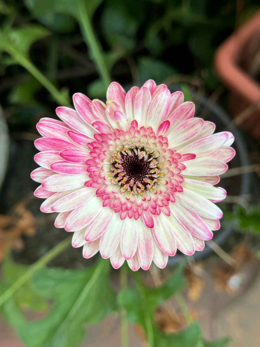 a pink and white flower in a pot
