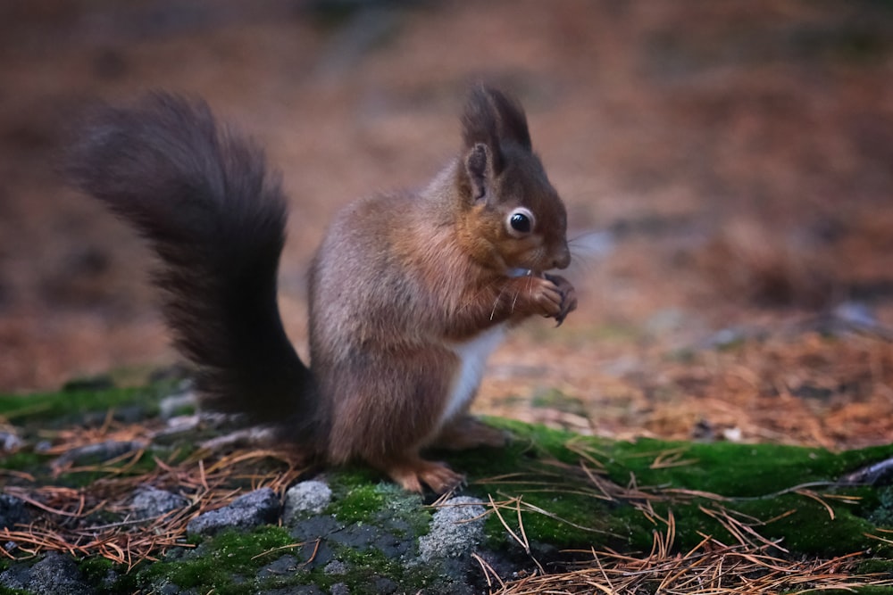 a squirrel is standing on a mossy rock