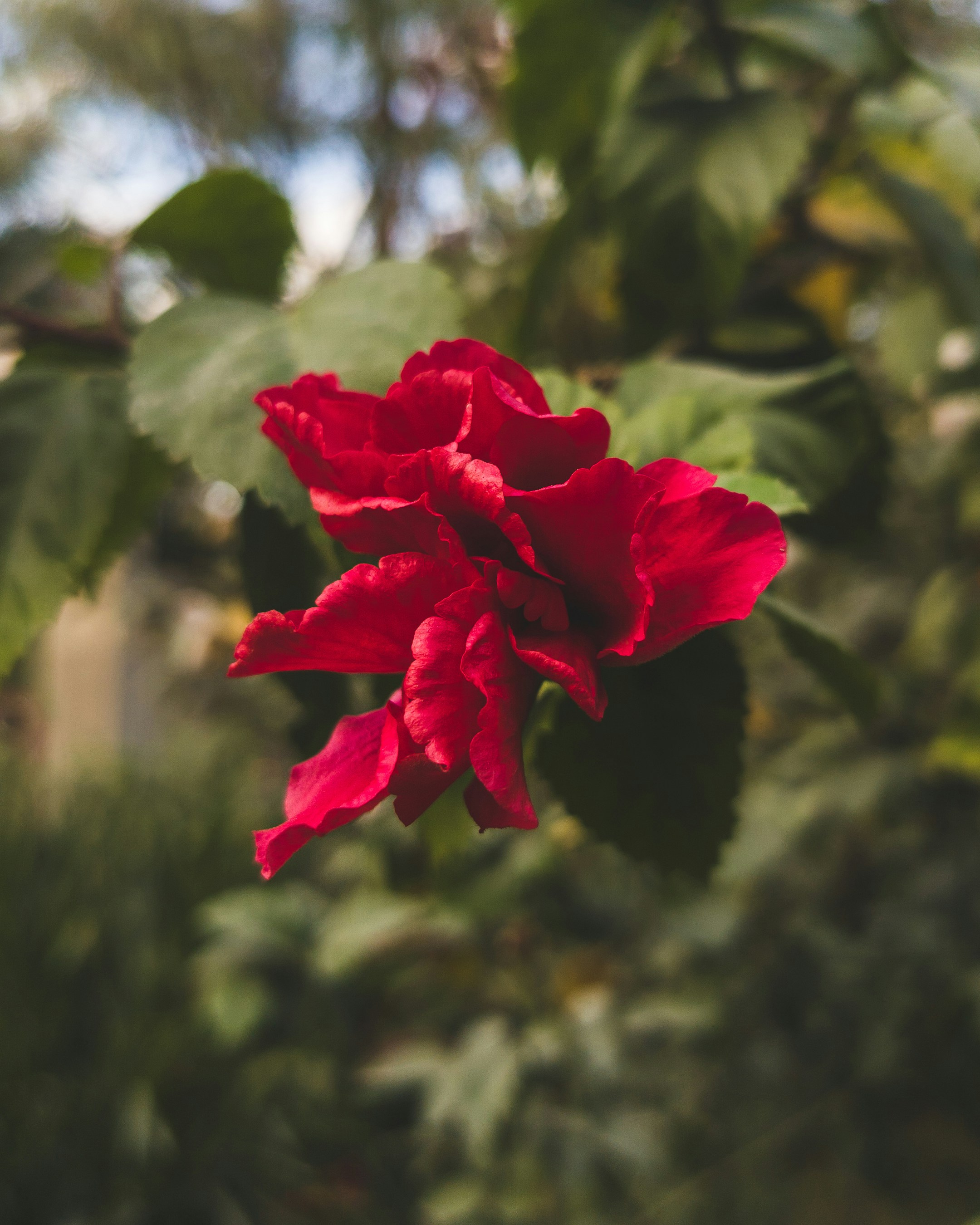 Photo by rohitghosh12