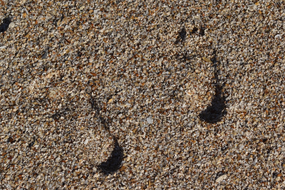 a bird's footprints are seen in the sand