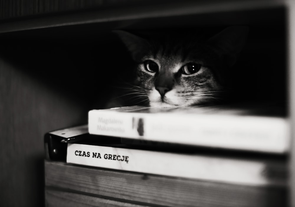 a black and white photo of a cat peeking out from behind a book shelf