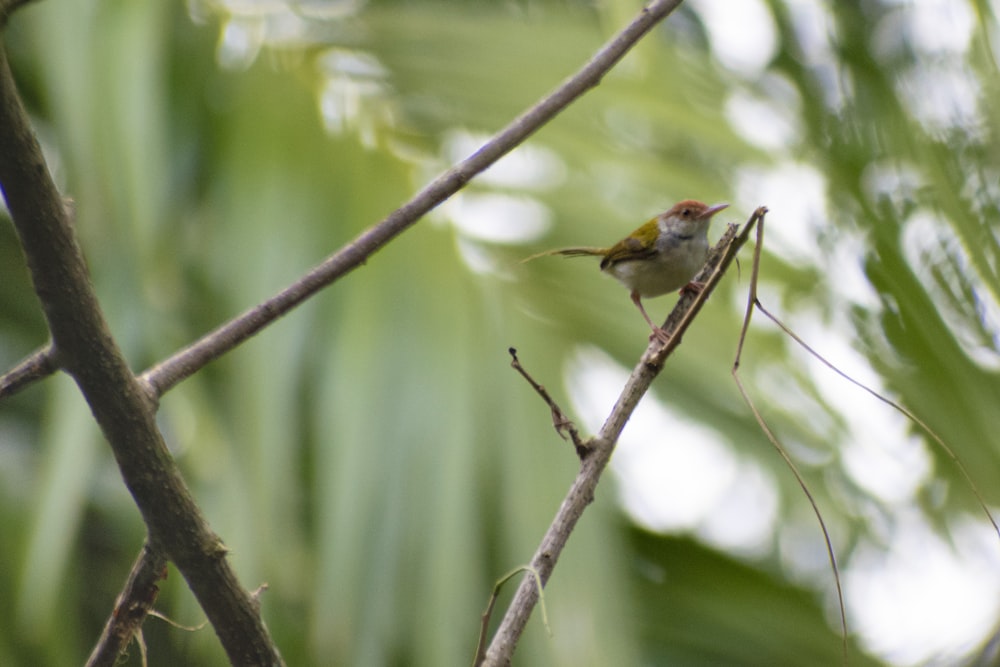 a small bird perched on top of a tree branch