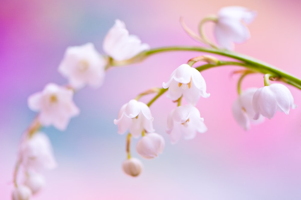 a close up of a white flower on a branch