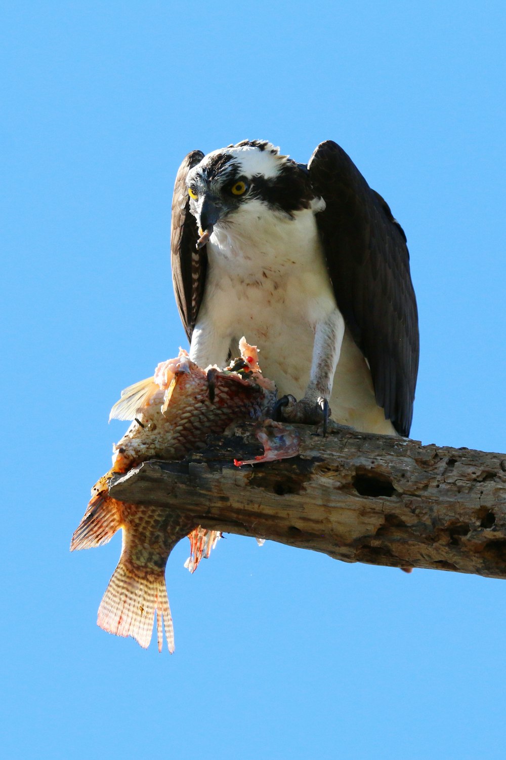 a large bird perched on top of a tree branch