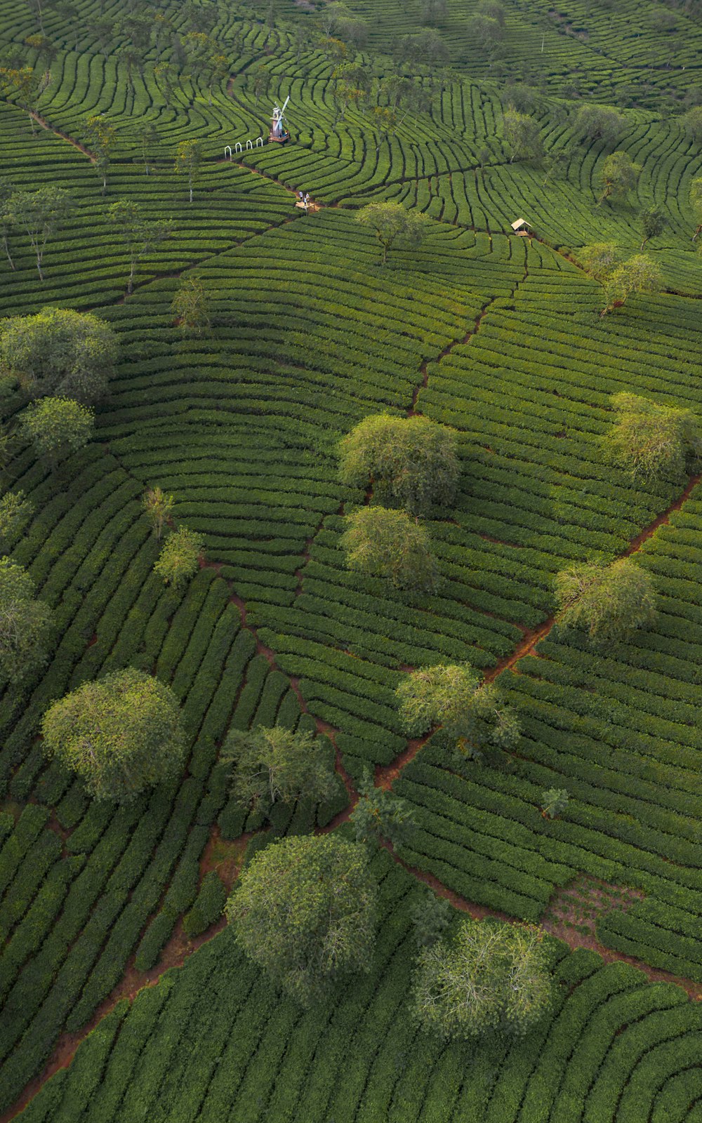 Luftaufnahme einer Teeplantage auf dem Land