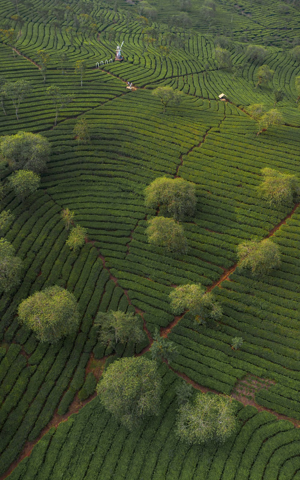 Vue aérienne d’une plantation de thé dans le pays