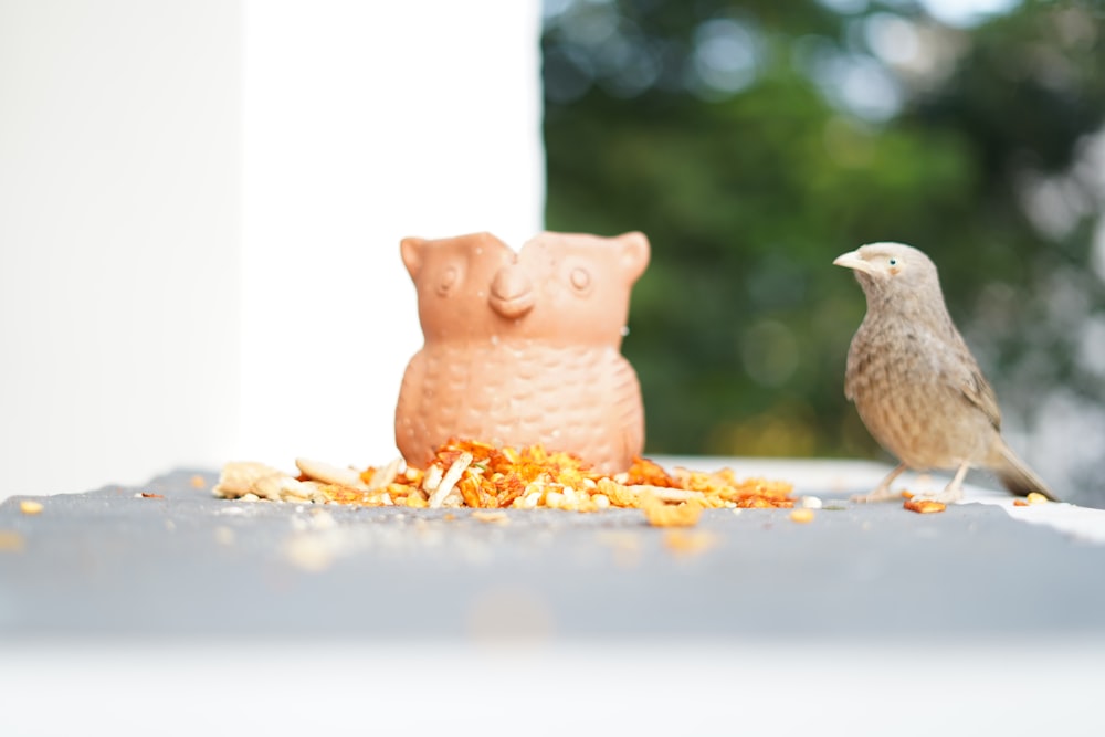 a couple of birds standing on top of a table